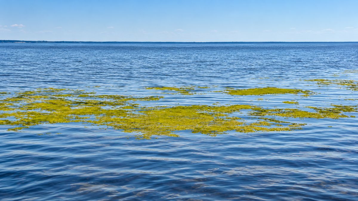 Lake surface with a visible cyanobacterial bloom